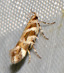 Aristotelia lespedezae