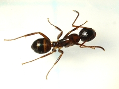 Camponotus subbarbatus