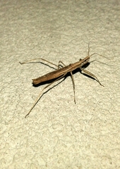 Sastrapada baerensprungi