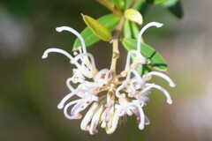 Grevillea sericea