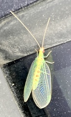 Chrysopa quadripunctata