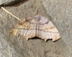 Syncirsodes primata