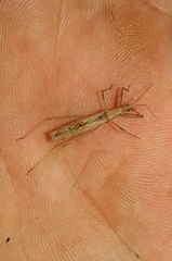 Sastrapada baerensprungi