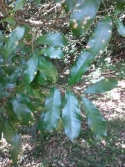 Guarea macrophylla