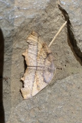 Syncirsodes primata