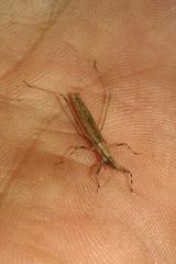 Sastrapada baerensprungi