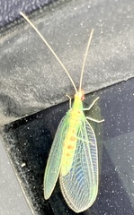 Chrysopa quadripunctata