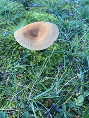 Lactifluus