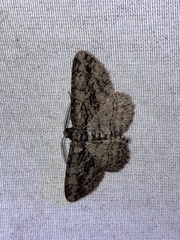 Anavitrinella pampinaria