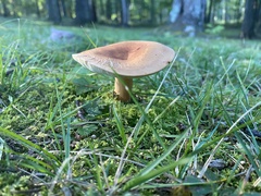 Lactifluus