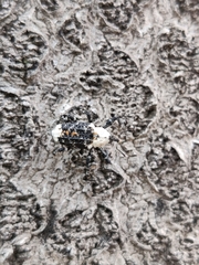 Eucryptorrhynchus brandti