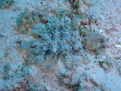 Melibe viridis