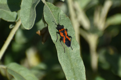Lygaeus reclivatus