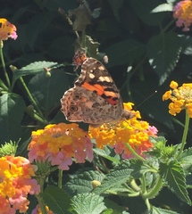 Vanessa cardui