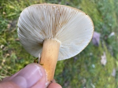 Lactifluus