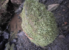 Plagiothecium undulatum