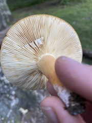 Lactifluus