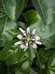 Passiflora edulis