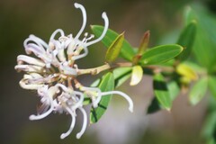 Grevillea sericea
