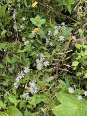 Symphyotrichum puniceum