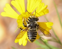 Megachile albitarsis