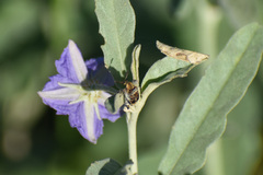 Penthobruchus germaini