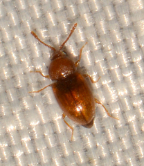 Caenoscelis basalis