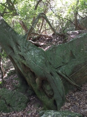 Ficus