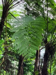 Cyathea lunulata
