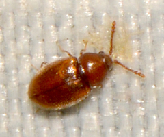 Caenoscelis basalis