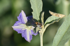 Penthobruchus germaini