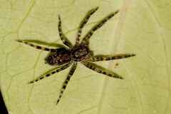 Asthenoctenus borellii