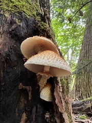 Pholiota