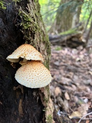 Pholiota