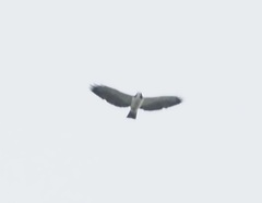 Buteo brachyurus