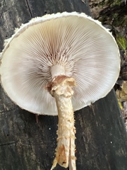 Pholiota