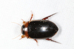 Hydaticus bimarginatus