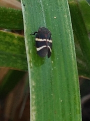 Aeneolamia albofasciata