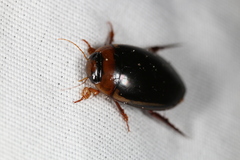 Hydaticus bimarginatus