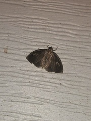 Perispasta caeculalis