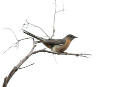 Cacomantis flabelliformis