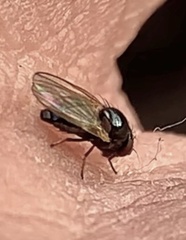 Lonchaea