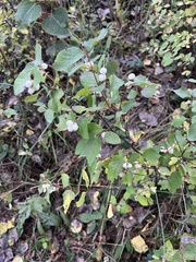 Symphoricarpos