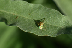 Zonosemata vittigera