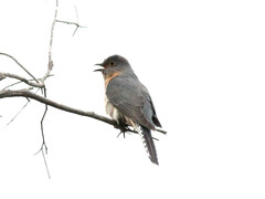 Cacomantis flabelliformis