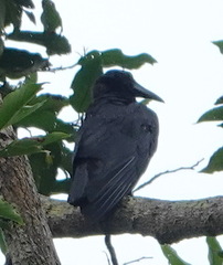 Corvus enca