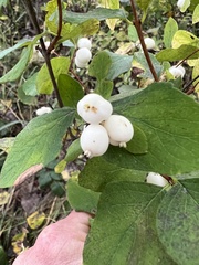 Symphoricarpos