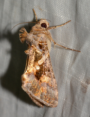 Chrysodeixis includens