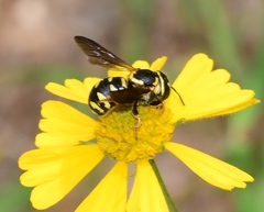 Dianthidium