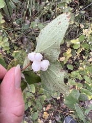 Symphoricarpos